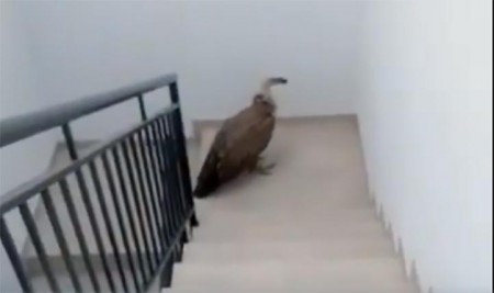 Rescatan a un buitre en la escalera de una urbanización de Marbella
