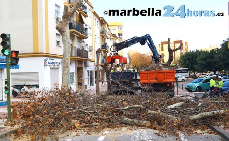 El PSOE pide a Muñoz que agilice el Plan Director del Arbolado de Marbella