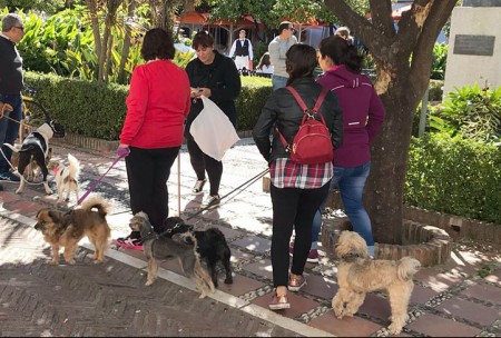 Marbella quiere unirse al movimiento 'Pet Friendly' a favor de las mascotas