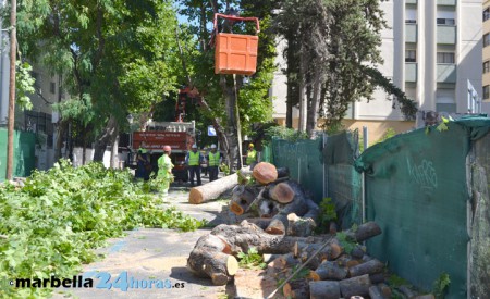 Muñoz, experta en talas, se presenta ahora como defensora de los árboles 