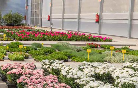 Muñoz inaugura un vivero, pero pagará 2,5 millones en flores a una empresa