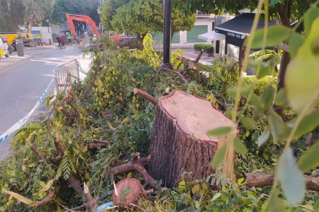 Multan a un vecino de Marbella por talar cuatro árboles y deberá plantar dieciséis