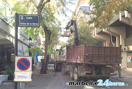 La empresa DoctorÁrbol redactará el Plan Director del Arbolado de Marbella