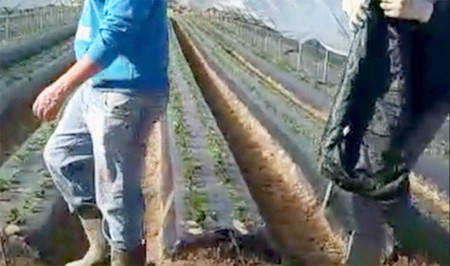 Marbella estrena el documental sobre la "esclavitud" de los temperos de la fresa