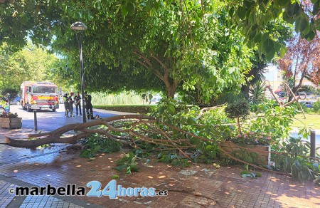 Una rama de grandes dimensiones de un árbol se desploma en Marbella