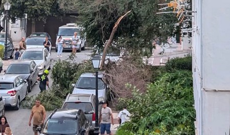 Vuelve a caerse una rama de grandes dimensiones de un árbol en Marbella
