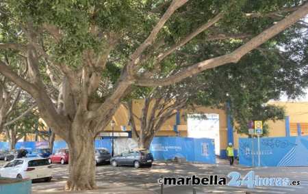 Las obras del estadio de Marbella prevén una escabechina de árboles