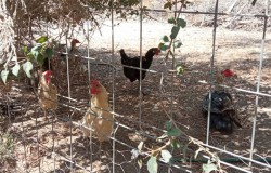 Vecinos denuncian las molestias de animales y basura en Las Chapas